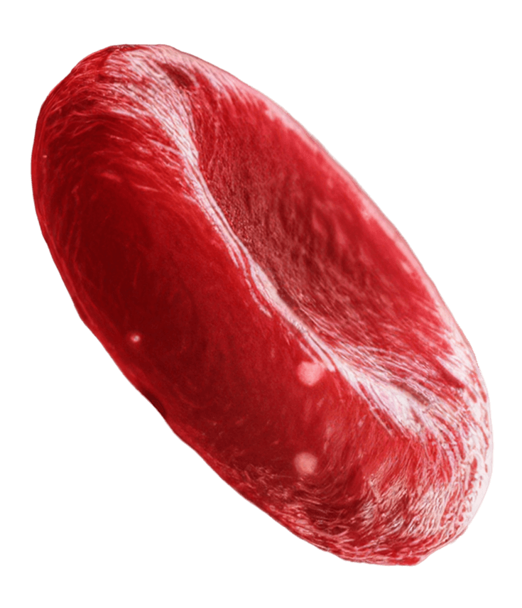 3D Red Blood Cell Left