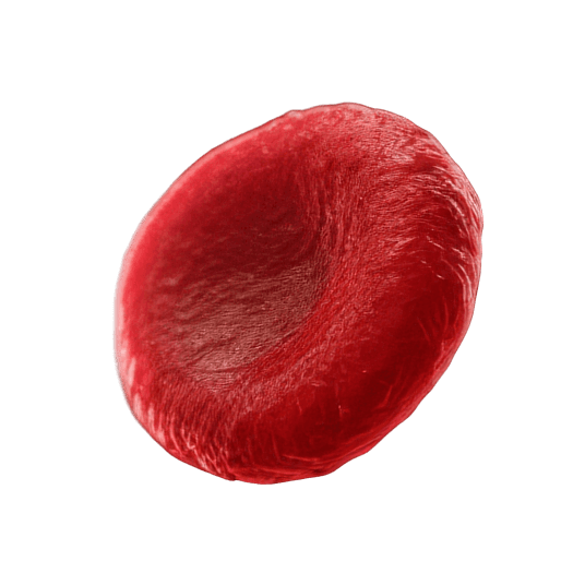3D Red Blood Cell Right