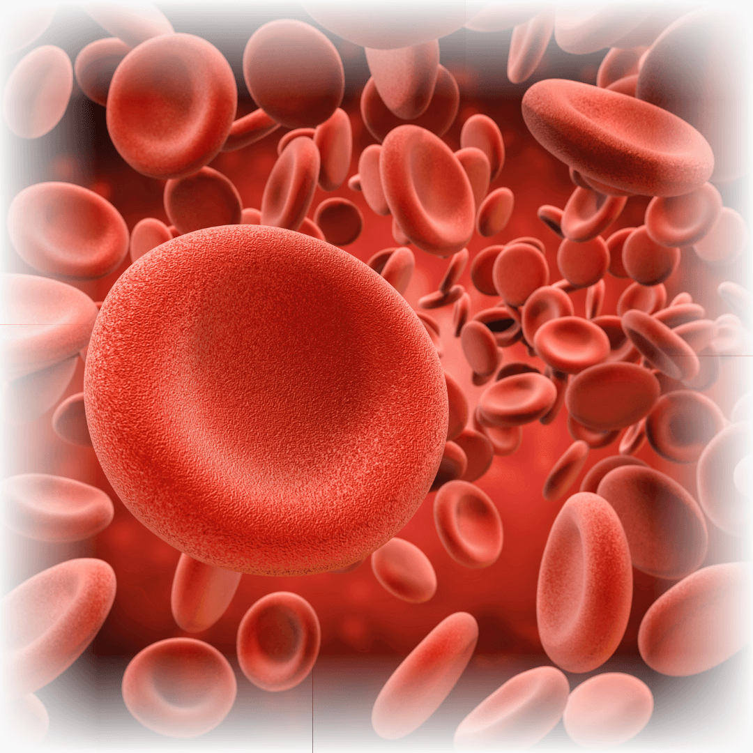 Red Blood Cells