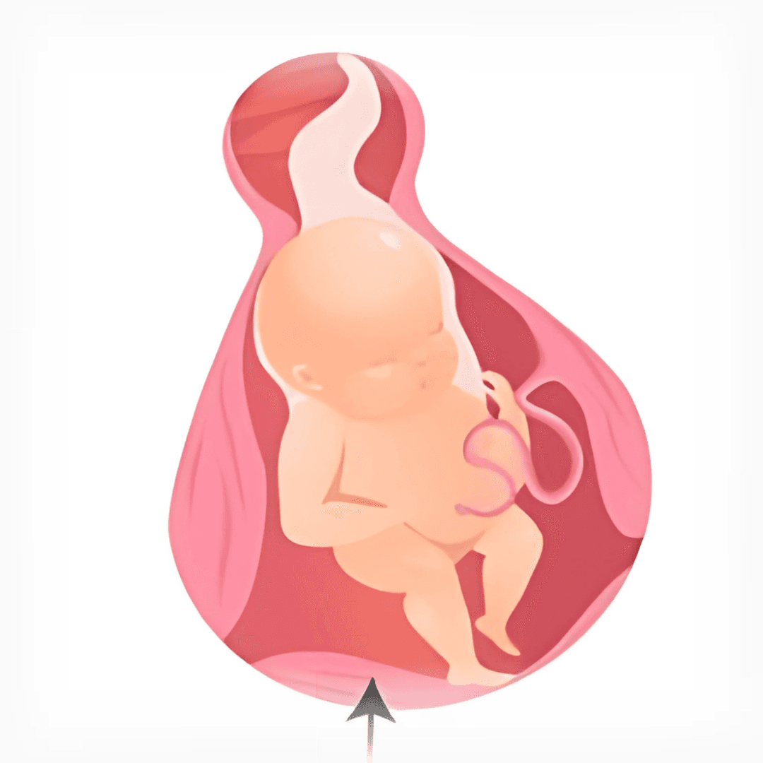 Placenta Tissue Illustration